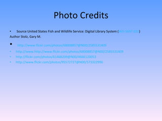 Photo Credits Source United States Fish and Wildlife Service: Digital Library System ( WO-5697-031 ) Author Stolz, Gary M. http://www.flickr.com/photos/68008857@N00/2585531409 http://www.http://www.flickr.com/photos/68008857@N00/2585531409 http://flickr.com/photos/61468209@N00/4666120053 http://www.flickr.com/photos/95572727@N00/573322996