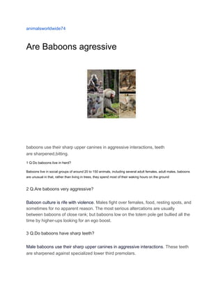 animalsworldwide74
Are Baboons agressive
baboons use their sharp upper canines in aggressive interactions, teeth
are sharpened,bitting.
1 Q Do baboons live in herd?
Baboons live in social groups of around 20 to 150 animals, including several adult females, adult males, baboons
are unusual in that, rather than living in trees, they spend most of their waking hours on the ground
2 Q.Are baboons very aggressive?
Baboon culture is rife with violence. Males fight over females, food, resting spots, and
sometimes for no apparent reason. The most serious altercations are usually
between baboons of close rank; but baboons low on the totem pole get bullied all the
time by higher-ups looking for an ego boost.
3 Q.Do baboons have sharp teeth?
Male baboons use their sharp upper canines in aggressive interactions. These teeth
are sharpened against specialized lower third premolars.
 