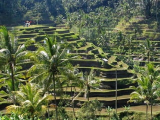 Ba borntobealive ok-2-1