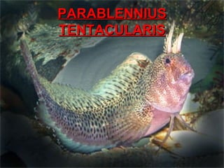 PARABLENNIUS TENTACULARIS 
