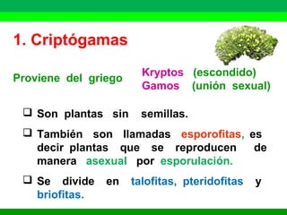 1. Criptógamas 
Kryptos (escondido) 
Proviene del griego Gamos (unión sexual) 
 Son plantas sin semillas. 
 También son llamadas esporofitas, es 
decir plantas que se reproducen de 
manera asexual por esporulación. 
 Se divide en talofitas, pteridofitas y 
briofitas. 
 