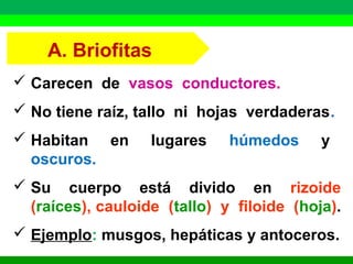 A. Briofitas 
 Carecen de vasos conductores. 
 No tiene raíz, tallo ni hojas verdaderas. 
 Habitan en lugares húmedos y 
oscuros. 
 Su cuerpo está divido en rizoide 
(raíces), cauloide (tallo) y filoide (hoja). 
 Ejemplo: musgos, hepáticas y antoceros. 
 