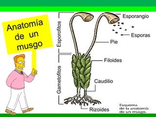 Pie 
Filoides 
Caudilio 
Esporangio 
Esporas 
Rizoides 
Gametofitos Esporofitos 
Anatomía 
de un 
musgo 
 