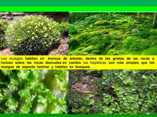 Los musgos habitan en troncos de árboles, dentro de las grietas de las rocas e 
incluso sobre las rocas desnudas en cambio las hepáticas son más simples que los 
musgos de aspecto laminar y habitan en bosques. 
 