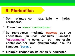 B. Pteridofitas 
 Son plantas con raíz, tallo y hojas 
verdaderas. 
 Presentan vasos conductores. 
 Se reproducen mediante esporas que se 
encuentran en unas cápsulas llamadas 
“esporangios” y estos a su vez están 
contenidos por unos abultamientos oscuros 
llamados “soros”. 
 Ejemplo: licopodios, helechos y equisetos. 
 