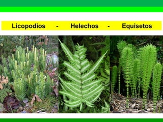 Licopodios - Helechos - Equisetos 
 