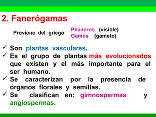 2. Fanerógamas 
Phaneros (visible) 
Proviene del griego Gamos (gameto) 
 Son plantas vasculares. 
 Es el grupo de plantas más evolucionados 
que existen y el más importante para el 
ser humano. 
 Se caracterizan por la presencia de 
órganos florales y semillas. 
 Se clasifican en: gimnospermas y 
angiospermas. 
 