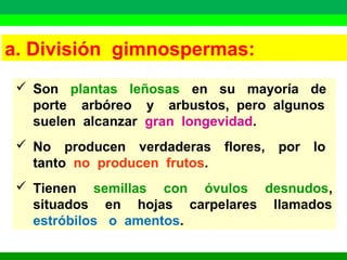 a. División gimnospermas: 
 Son plantas leñosas en su mayoría de 
porte arbóreo y arbustos, pero algunos 
suelen alcanzar gran longevidad. 
 No producen verdaderas flores, por lo 
tanto no producen frutos. 
 Tienen semillas con óvulos desnudos, 
situados en hojas carpelares llamados 
estróbilos o amentos. 
 