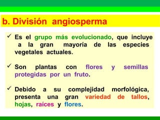 b. División angiosperma 
 Es el grupo más evolucionado, que incluye 
a la gran mayoría de las especies 
vegetales actuales. 
 Son plantas con flores y semillas 
protegidas por un fruto. 
 Debido a su complejidad morfológica, 
presenta una gran variedad de tallos, 
hojas, raíces y flores. 
 