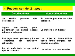  Pueden ser de 2 tipos : 
Dicotiledóneas Monocotiledóneas 
Su semilla presenta dos 
cotiledones. 
Su semilla presenta un sólo 
cotiledón. 
Alguna son hierbas, pero 
predominan las plantas leñosas: 
árboles y arbustos 
La mayoría son hierbas. 
Las hojas tienen peciolos y formas 
diferentes con nerviación 
reticulada. 
Las hojas no tienen peciolo, 
tienen forma alargada con 
nervios paralelos. 
La raíz suele tener un eje central 
que se ramifica. Las raíces son fasciculadas. 
 