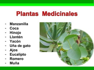 - Manzanilla 
- Coca 
- Hinojo 
- Llantén 
- Yacón 
- Uña de gato 
- Ajos 
- Eucalipto 
- Romero 
- Muña 
 