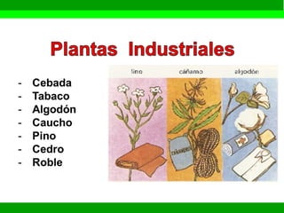 Reino plantae