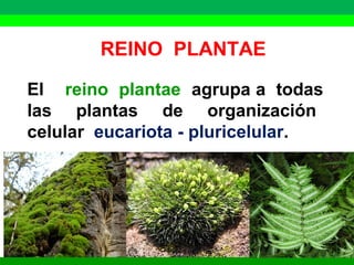 REINO PLANTAE 
El reino plantae agrupa a todas 
las plantas de organización 
celular eucariota - pluricelular. 
 