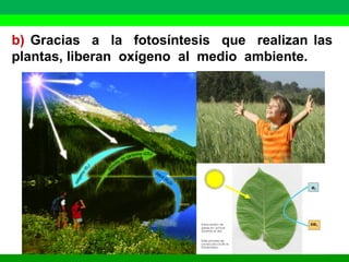 b) Gracias a la fotosíntesis que realizan las 
plantas, liberan oxígeno al medio ambiente. 
 