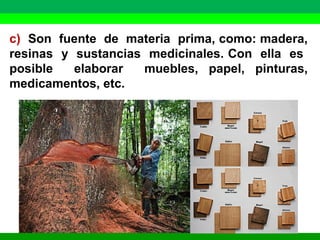 c) Son fuente de materia prima, como: madera, 
resinas y sustancias medicinales. Con ella es 
posible elaborar muebles, papel, pinturas, 
medicamentos, etc. 
 