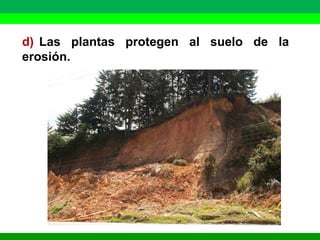 d) Las plantas protegen al suelo de la 
erosión. 
 