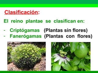 Clasificación: 
El reino plantae se clasifican en: 
- Criptógamas (Plantas sin flores) 
- Fanerógamas (Plantas con flores) 
 