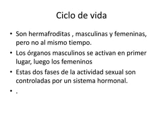 Ciclo de vida
• Son hermafroditas , masculinas y femeninas,
pero no al mismo tiempo.
• Los órganos masculinos se activan e...