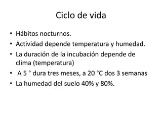 Ciclo de vida
• Hábitos nocturnos.
• Actividad depende temperatura y humedad.
• La duración de la incubación depende de
cl...