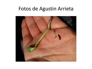Fotos de Agustin Arrieta
 