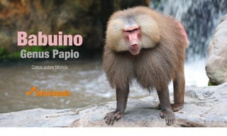 Babuino
Genus Papio
Datos sobre Monos
 