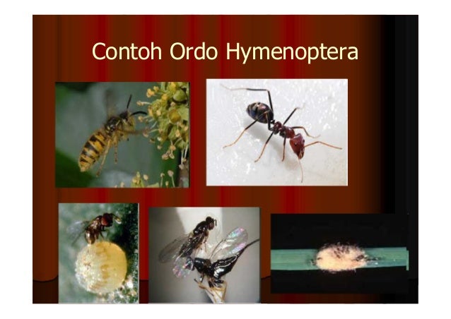 Bab v diagnosis hama tanaman