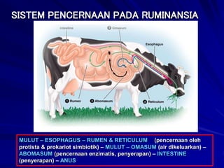 SISTEM PENCERNAAN PADA RUMINANSIA
MULUT – ESOPHAGUS – RUMEN & RETICULUM (pencernaan oleh
protista & prokariot simbiotik) – MULUT – OMASUM (air dikeluarkan) –
ABOMASUM (pencernaan enzimatis, penyerapan) – INTESTINE
(penyerapan) – ANUS
 