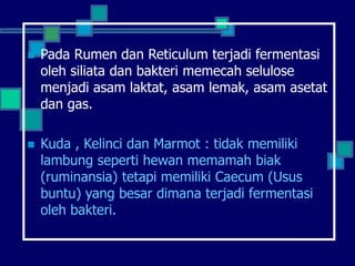  Pada Rumen dan Reticulum terjadi fermentasi
oleh siliata dan bakteri memecah selulose
menjadi asam laktat, asam lemak, asam asetat
dan gas.
 Kuda , Kelinci dan Marmot : tidak memiliki
lambung seperti hewan memamah biak
(ruminansia) tetapi memiliki Caecum (Usus
buntu) yang besar dimana terjadi fermentasi
oleh bakteri.
 