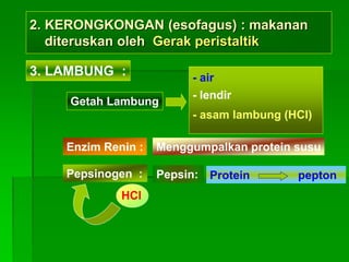 2. KERONGKONGAN (esofagus) : makanan
diteruskan oleh Gerak peristaltik
Getah Lambung
- air
3. LAMBUNG :
- lendir
- asam lambung (HCl)
Enzim Renin : Menggumpalkan protein susu
Pepsinogen : Pepsin:
HCl
Protein pepton
 