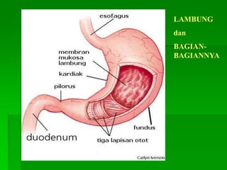 LAMBUNG
dan
BAGIAN-
BAGIANNYA
 