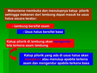 Mekanisme membuka dan menutupnya katup pilorik
sehingga makanan dari lambung dapat masuk ke usus
halus secara teratur:
- lambung bersifat asam
- Usus halus bersifat basa
Katup pilorik di lambung akan mengendur
bila terkena asam lambung
Katup pilorik yang ada di usus halus akan
mengkerut atau menutup apabila terkena
asam dan mengendur apabila terkena basa
 