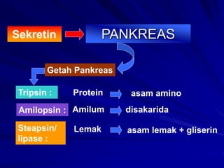 PANKREAS
Sekretin
Getah Pankreas
Tripsin : Protein asam amino
disakarida
Amilopsin : Amilum
Steapsin/
lipase :
asam lemak + gliserin
Lemak
 
