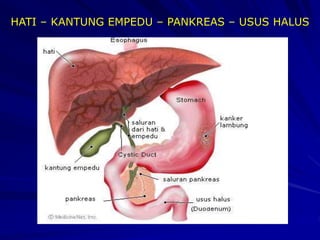 HATI – KANTUNG EMPEDU – PANKREAS – USUS HALUS
 