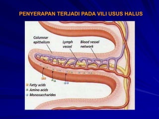 PENYERAPAN TERJADI PADA VILI USUS HALUS
 