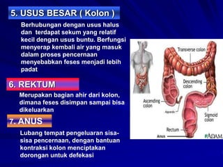 5. USUS BESAR ( Kolon )
Berhubungan dengan usus halus
dan terdapat sekum yang relatif
kecil dengan usus buntu. Berfungsi
menyerap kembali air yang masuk
dalam proses pencernaan
menyebabkan feses menjadi lebih
padat
6. REKTUM
Merupakan bagian ahir dari kolon,
dimana feses disimpan sampai bisa
dikeluarkan
7. ANUS
Lubang tempat pengeluaran sisa-
sisa pencernaan, dengan bantuan
kontraksi kolon menciptakan
dorongan untuk defekasi
 