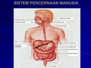 SISTEM PENCERNAAN MANUSIA
 