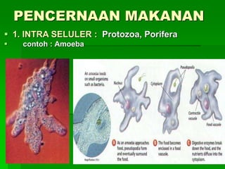 PENCERNAAN MAKANAN
 1. INTRA SELULER : Protozoa, Porifera
 contoh : Amoeba
 