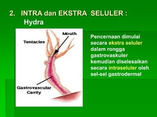 2. INTRA dan EKSTRA SELULER :
Hydra
Pencernaan dimulai
secara ekstra seluler
dalam rongga
gastrovaskuler
kemudian diselesaikan
secara intraseluler oleh
sel-sel gastrodermal
 