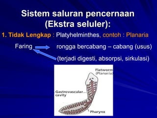 Sistem saluran pencernaan
(Ekstra seluler):
1. Tidak Lengkap : Platyhelminthes, contoh : Planaria
Faring rongga bercabang – cabang (usus)
(terjadi digesti, absorpsi, sirkulasi)
 