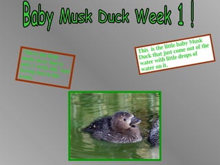 Baby Musk Duck