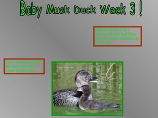 Baby Musk Duck