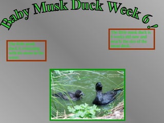 Baby Musk Duckling