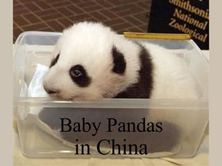 Baby Pandas in China 