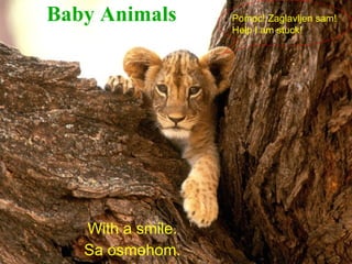 Baby Animals       Pomoc! Zaglavljen sam!
                   Help I am stuck!




   With a smile.
   Sa osmehom.
 