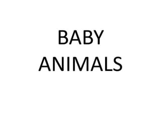 BABY ANIMALS 