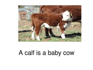 A calf is a baby cow 
