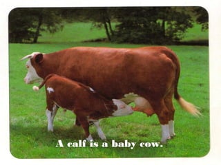 A calf is a baby cow.

 