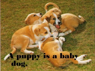 A puppy is a baby
dog.

 