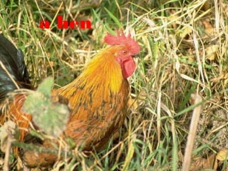 a hen

 