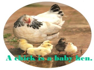 A chick is a baby hen.

 